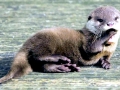 Giant River Otter