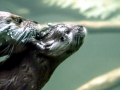 Giant River Otter
