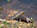 Giant River Otter