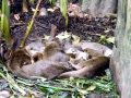 Giant River Otter