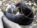 Giant River Otter