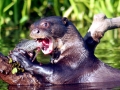 Giant River Otter