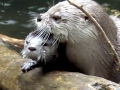 Giant River Otter