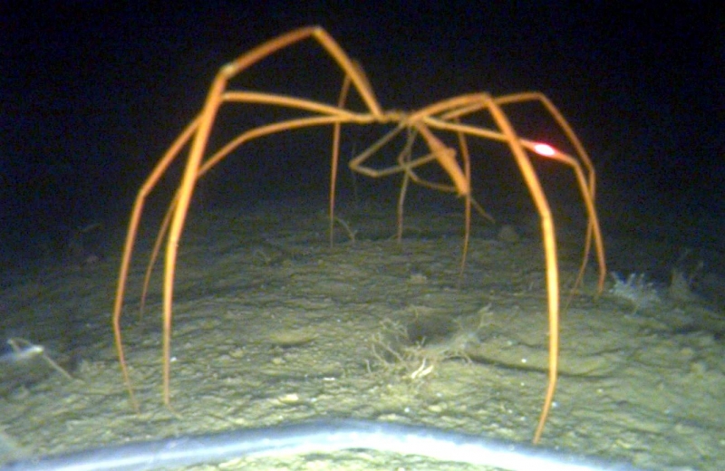 Giant Sea Spider – "OCEAN TREASURES" Memorial Library