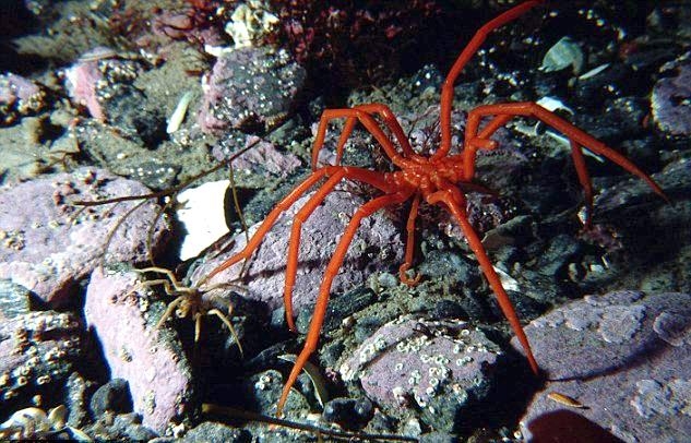 Giant Sea Spider
