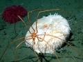 Giant Sea Spider