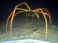 Giant Sea Spider