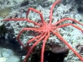 Giant Sea Spider