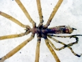 Giant Sea Spider