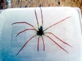 Giant Sea Spider