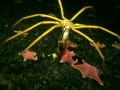 Giant Sea Spider