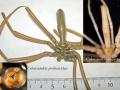 Giant Sea Spider