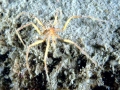 Giant Sea Spider