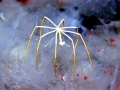 Giant Sea Spider