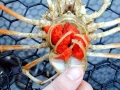 Giant Sea Spider