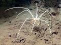 Giant Sea Spider