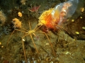 Giant Sea Spider