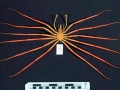 Giant Sea Spider
