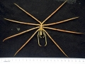 Giant Sea Spider