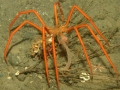 Giant Sea Spider