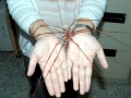 Giant Sea Spider