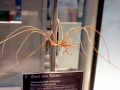 Giant Sea Spider