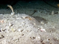 Giant Sea Spider