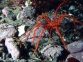 Giant Sea Spider