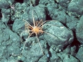 Giant Sea Spider