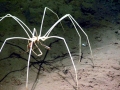 Giant Sea Spider
