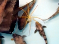 Giant Sea Spider