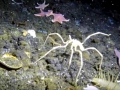 Giant Sea Spider