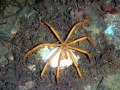 Giant Sea Spider