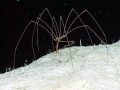 Giant Sea Spider