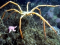 Giant Sea Spider