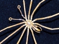 Giant Sea Spider