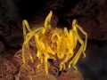 Giant Sea Spider