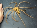 Giant Sea Spider