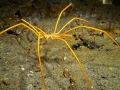 Giant Sea Spider