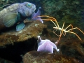 Giant Sea Spider