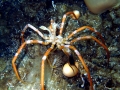 Giant Sea Spider