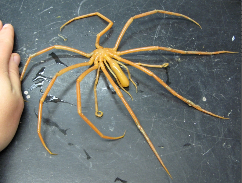 Giant Sea Spider OCEAN TREASURES Memorial Library