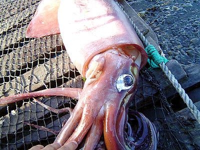 Giant Squid