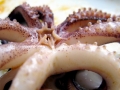 Giant Squid