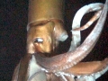 Giant Squid