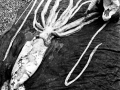 Giant Squid