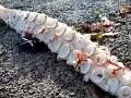 Giant Squid