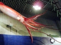 Giant Squid