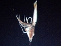 Giant Squid