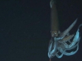 Giant Squid